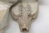 2.2" Fossil Squirrel-Like Mammal (Ischyromys) Skull - Wyoming - #197366-7